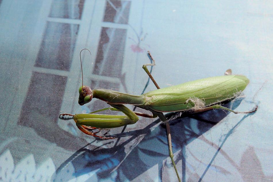 Insect Mantis Nature free image download