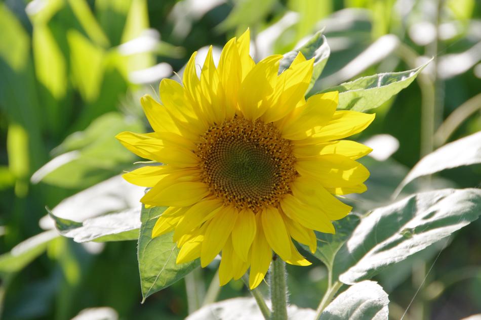 Plant Nature Summer
