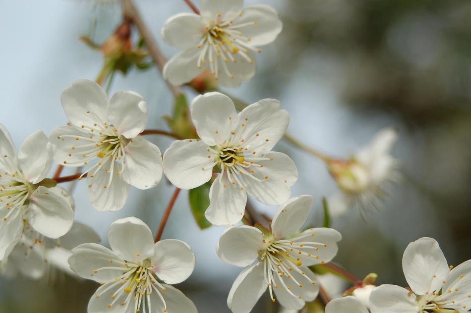Flower Cherry Plant