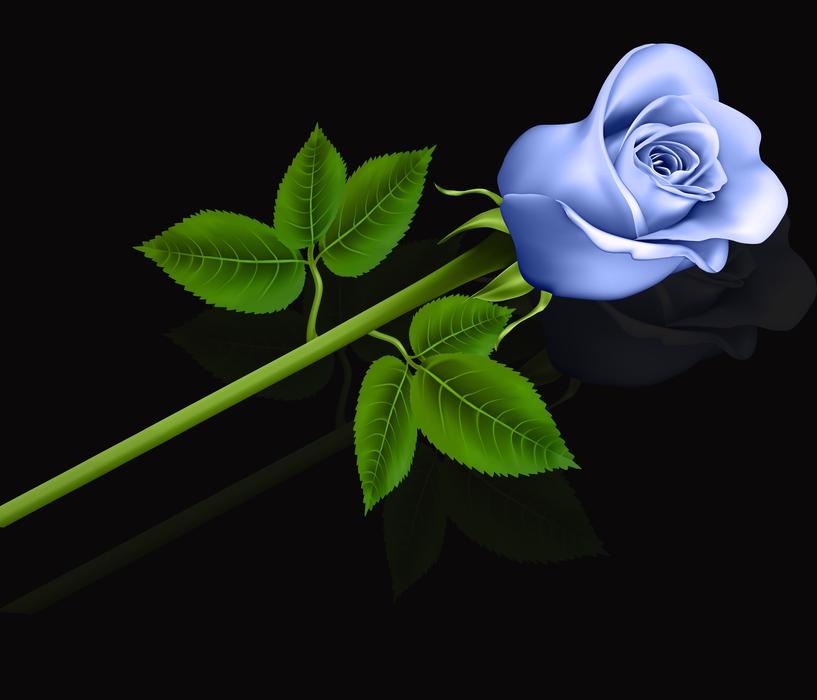 leaf plant flower nature rosa