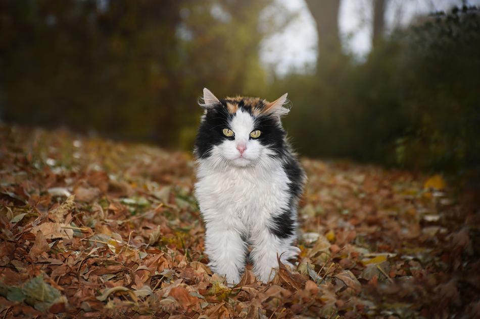 a little kitten in the fall woods