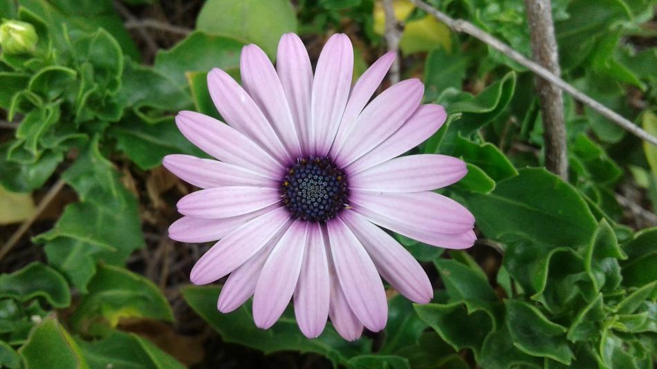 Plant Nature Flower