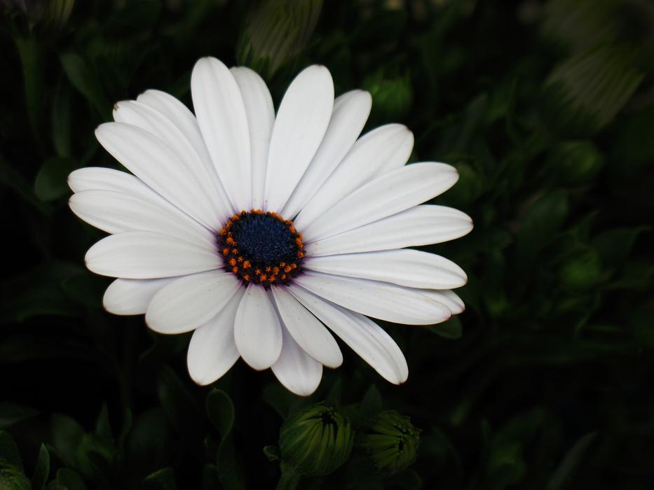 lonely white daisy