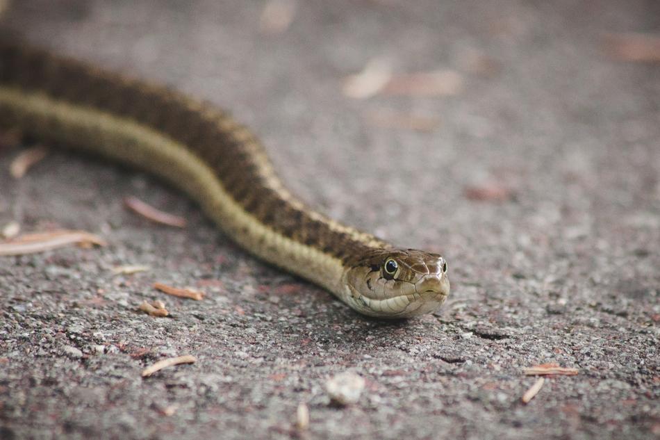 a little snake crawling on the pavement.