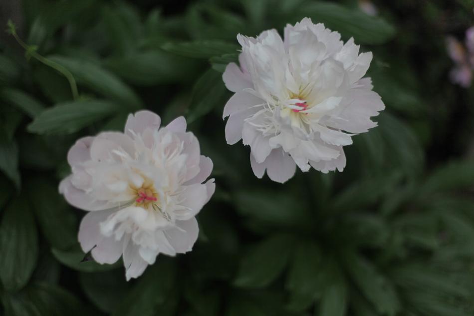 Flower Nature Garden