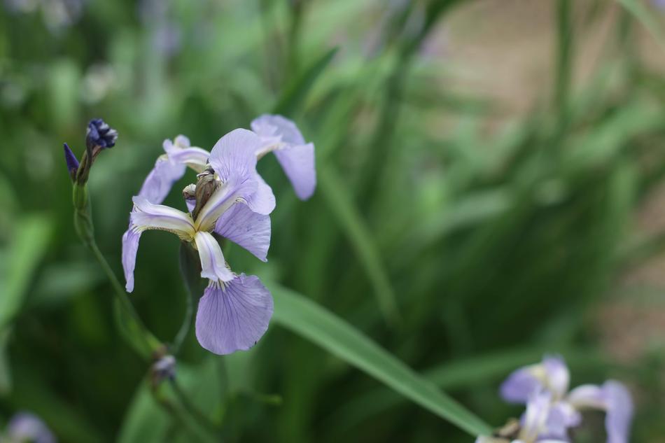 Flower Nature Garden