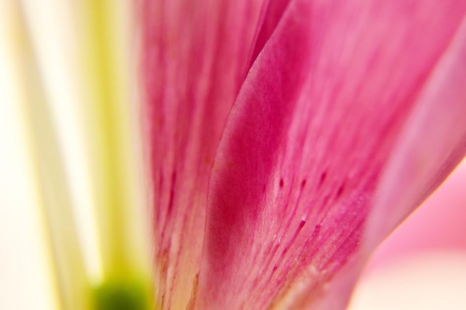 Flower Petals Macro