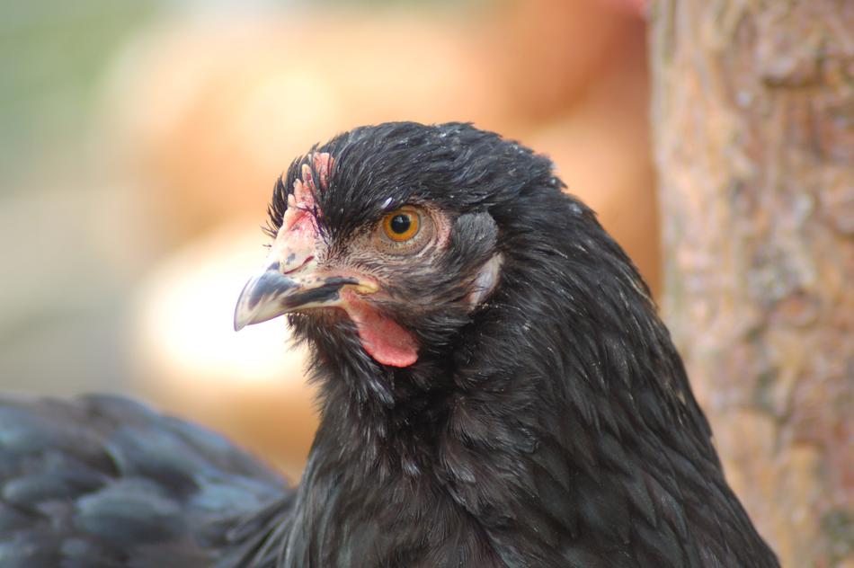 Animals Birds Poultry The