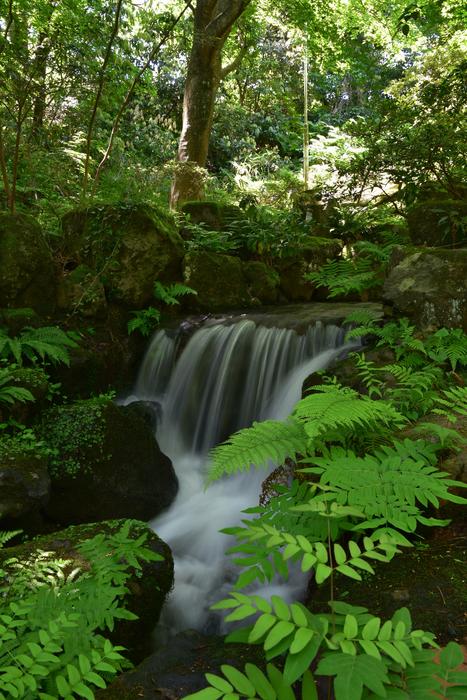 Natural Landscape Forest