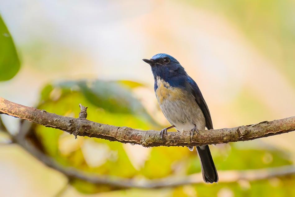 Nature Birds