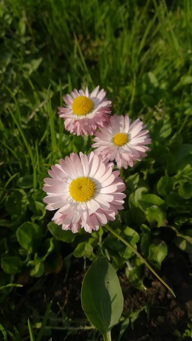 Spring Flowers Plant