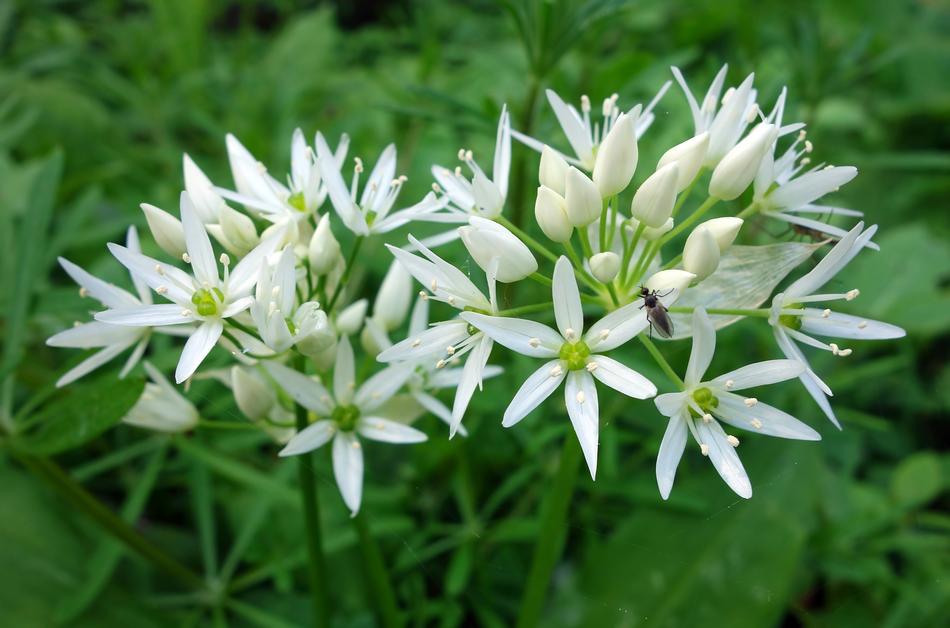 Bear Garlic Nature Plant
