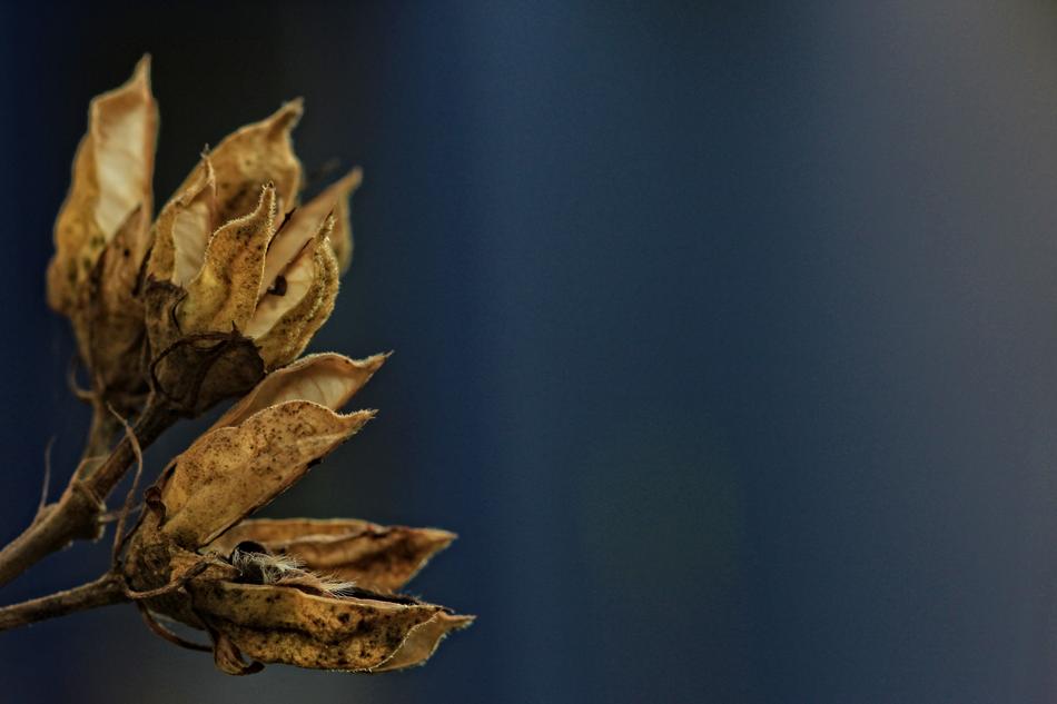 Hibiscus Seeds Fall