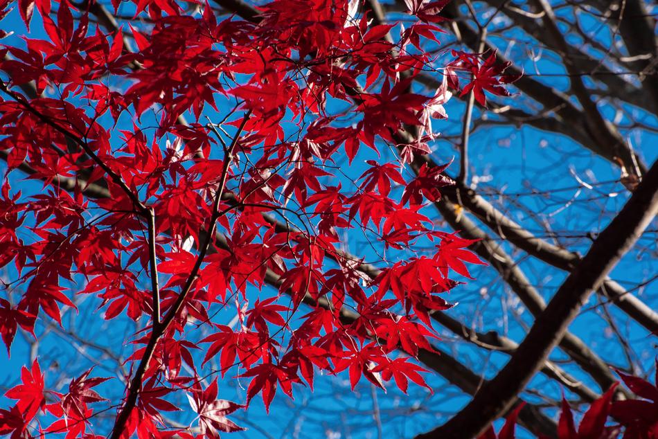 Leaf Tree Season