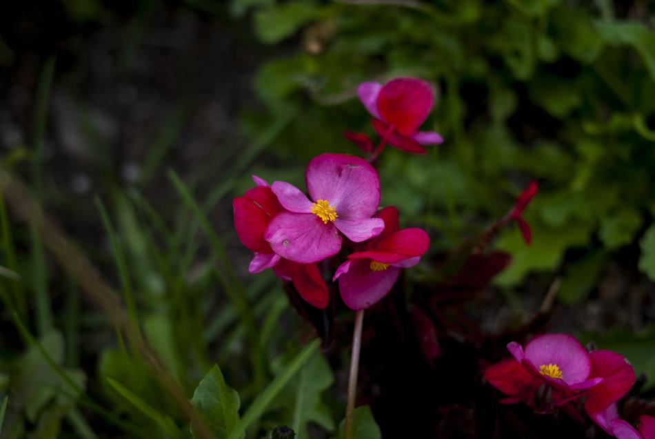 little flowers in the green foliage in the forest