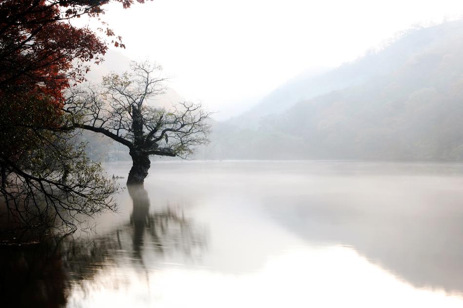 Fog Nature Scenery