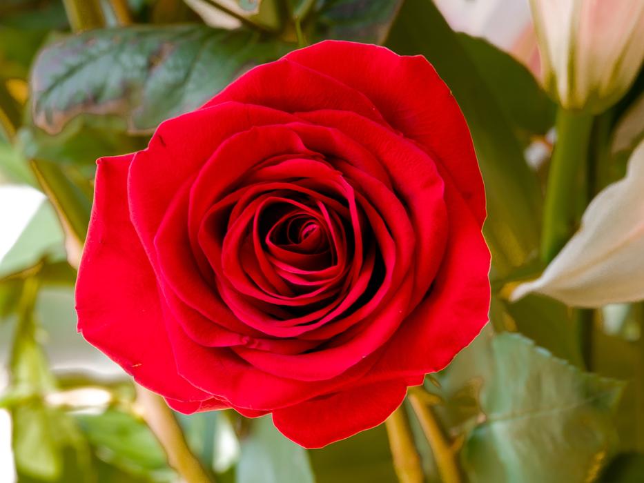 red rose in the foliage