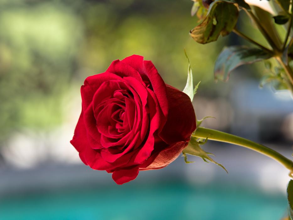 a little red rose by the pool