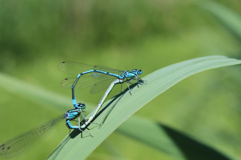 Dragonflies on a green leaf