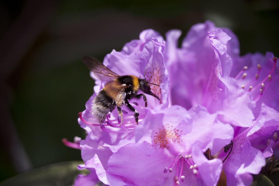 Rhododendron Hummel Traub Notes