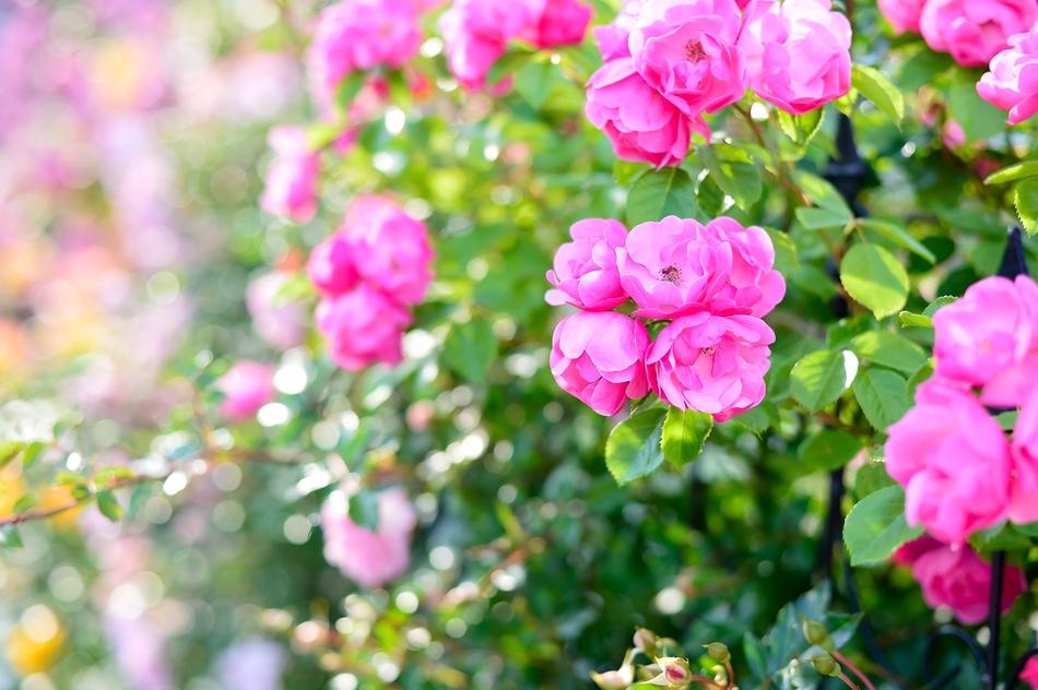 In The Early Summer Rose Roses