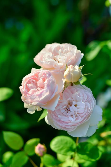 In The Early Summer Rose Roses