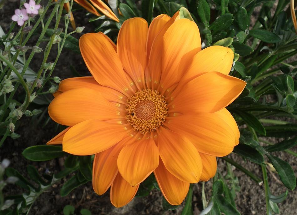 Plant Nature Flower