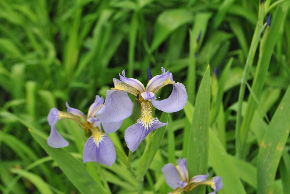 Irises Summer Flowers