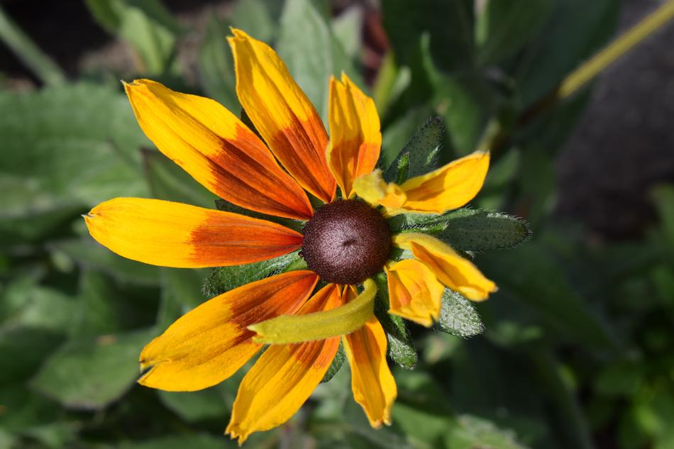 Flower Coneflower Sunny Yellow