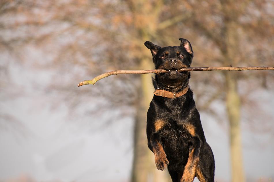 Nature Animal Rottweiler