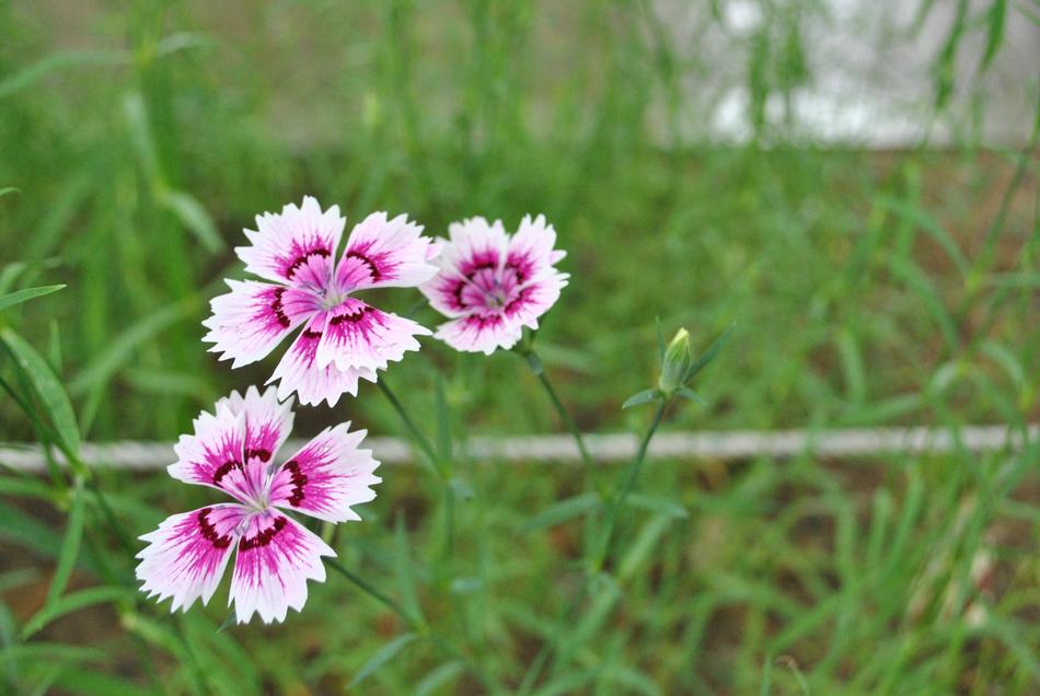 Flowers Behold Forest