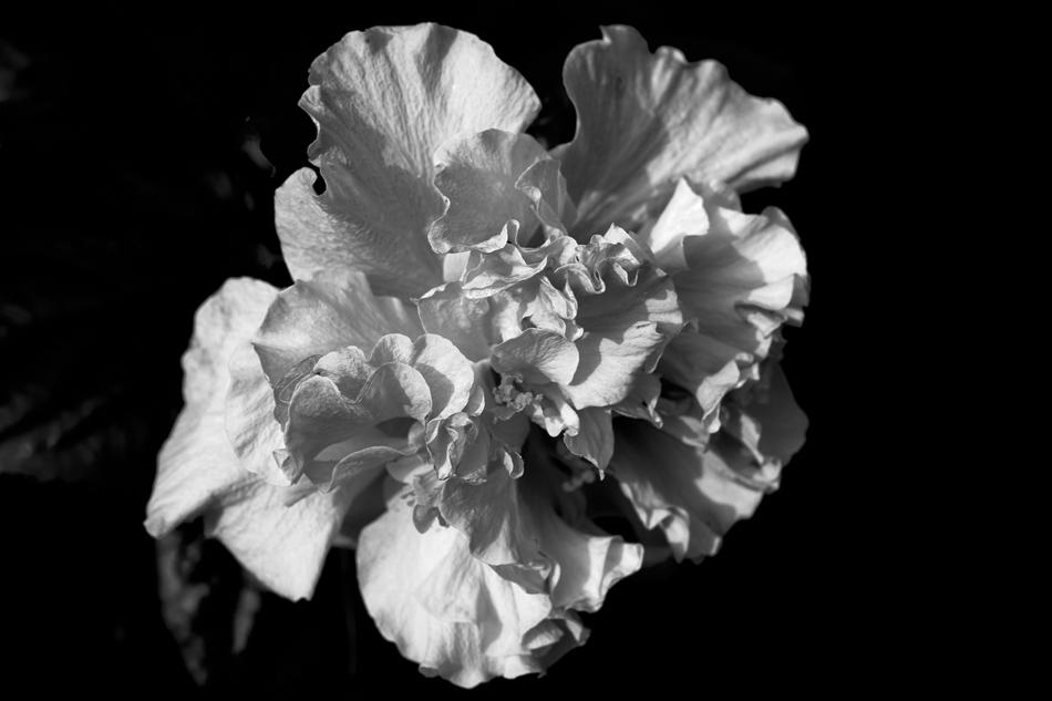 Flower Petal Floral