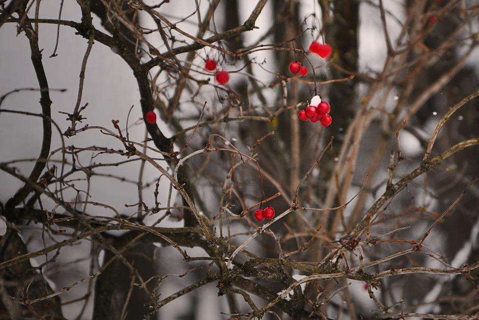 Tree Winter Branch