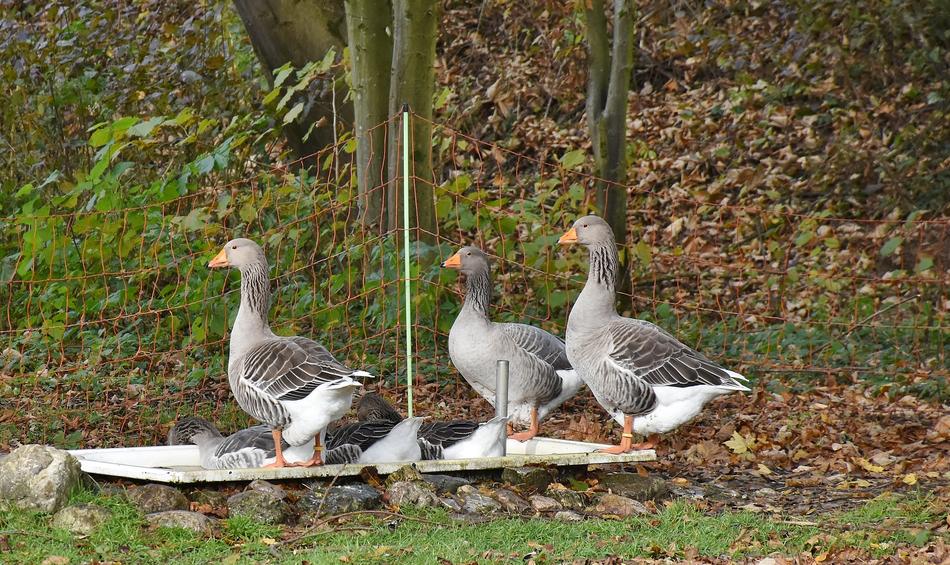 Geese Farm Poultry