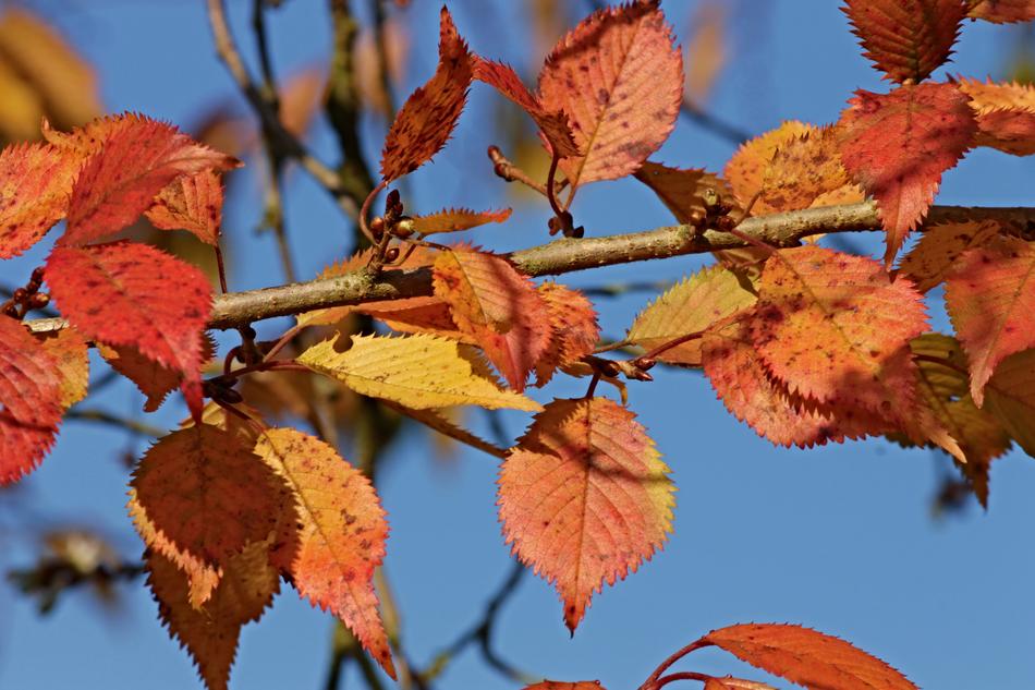 Fall Foliage Leaves Colored