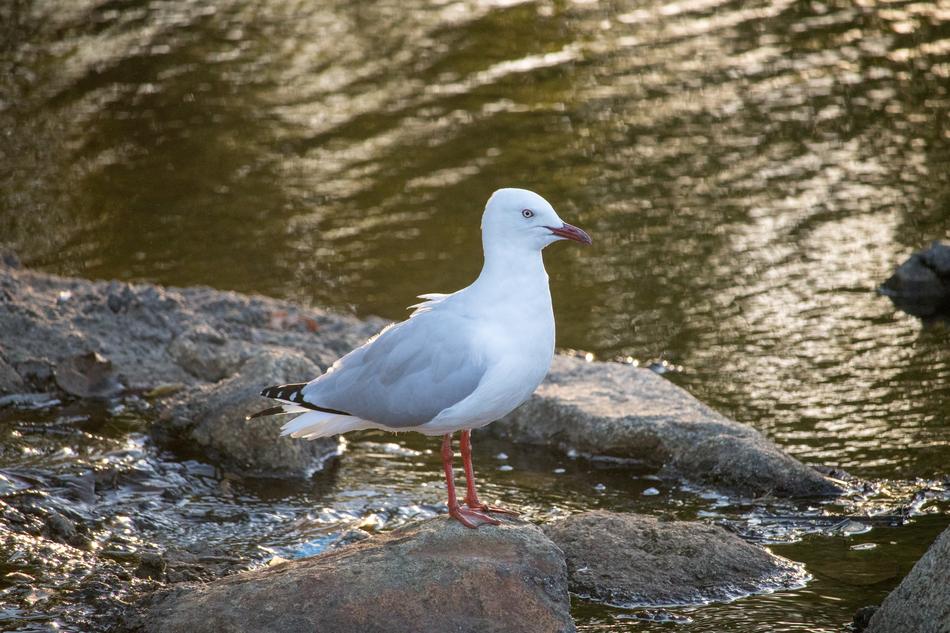 Nature Water Bird