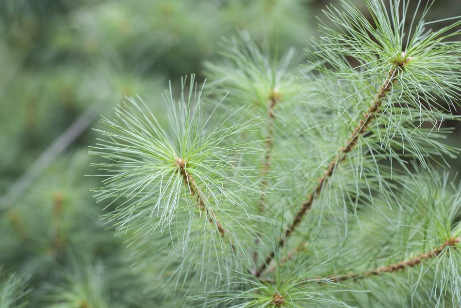 Needle Nature Tree