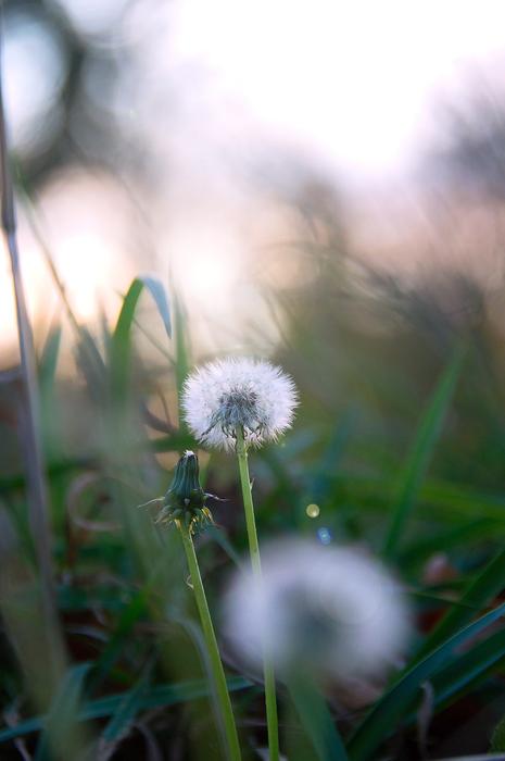Dandelion Autumn Grass White