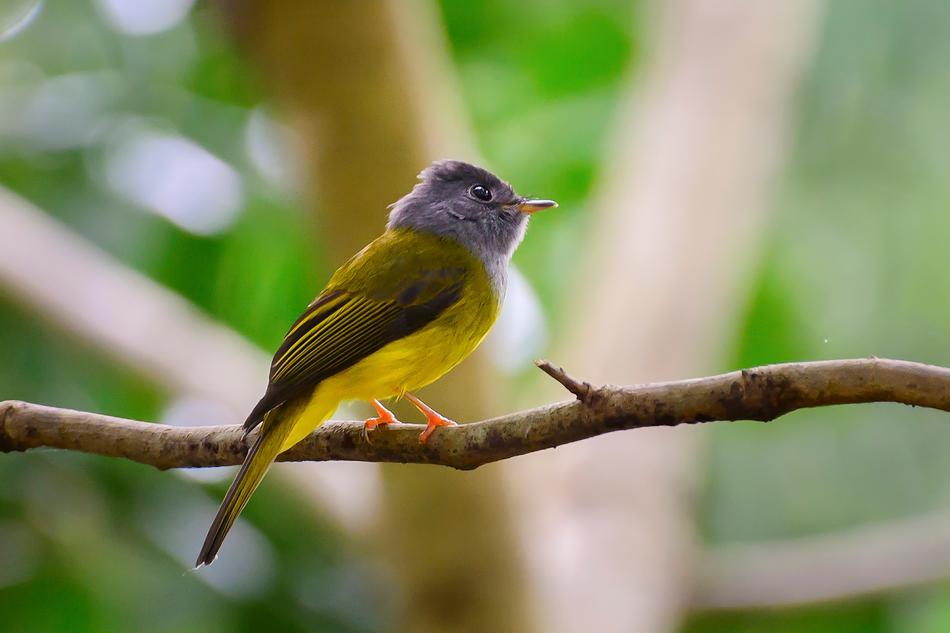 Birds Yellow Twigs