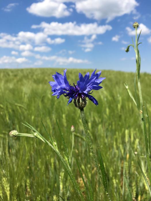 Summer Flower The Sky