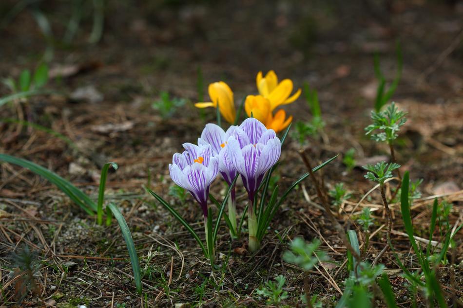 Nature Plants Season