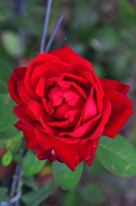 fragrant rose in the garden