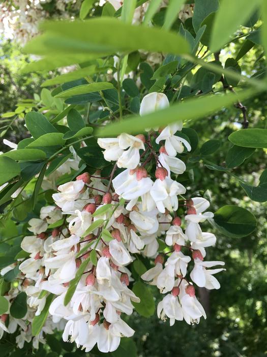 Acacia Summer Tree