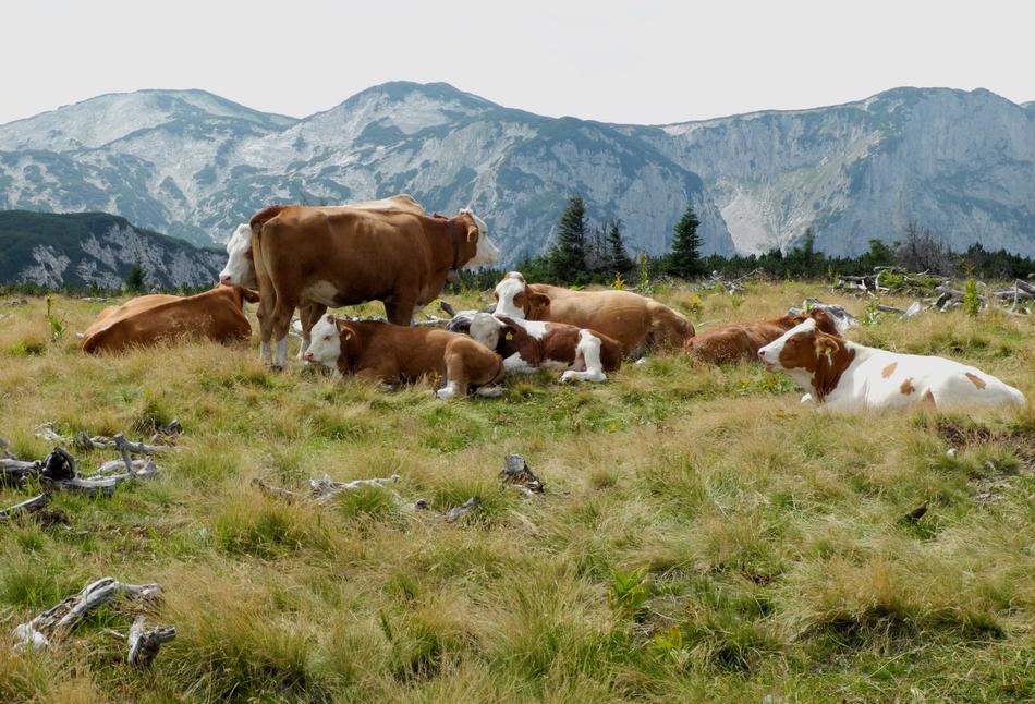 Meadow Grass Cow