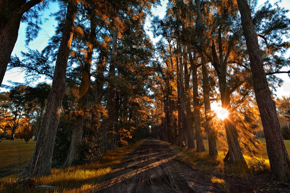 Landscape Autumn Forest