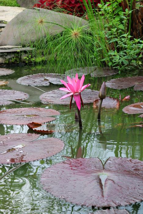 Nature Pool Flower