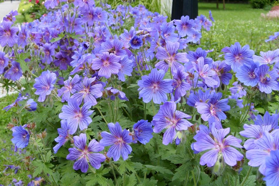 Flowers Nature The Beauty Of