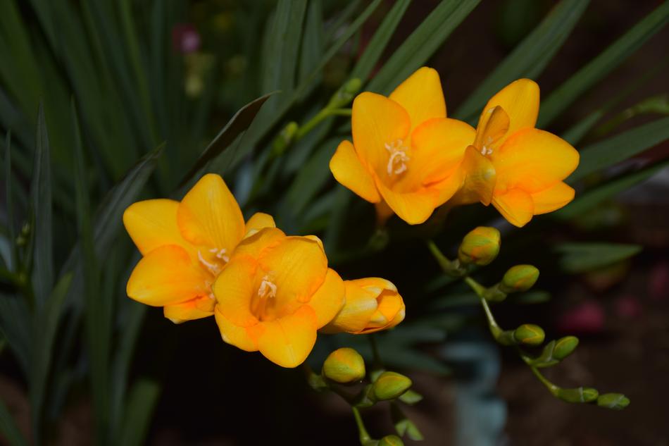 Flower Nature Plant