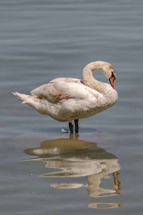 Mute swan in the river