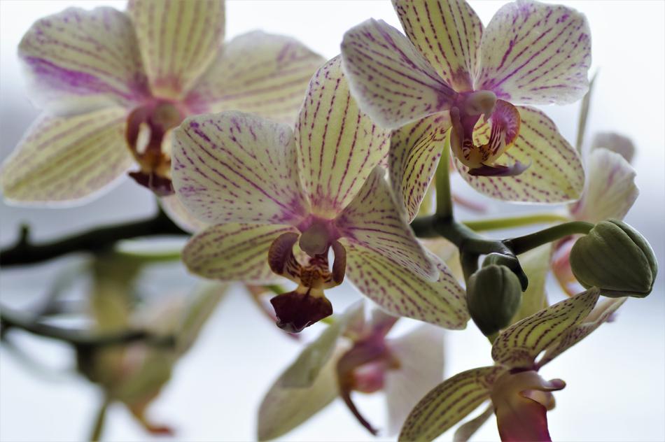 white orchid unusual
